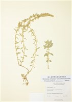 藏品(四翅濱藜)的圖片